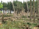 2022-05-20 - Tornado beim Sturmtief Emmelinde Solling - Steinlade bis Gehren (67)